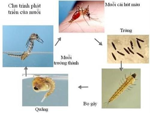 Kiểm soát "dân số" loài muỗi... bằng cách làm vô sinh muỗi đực