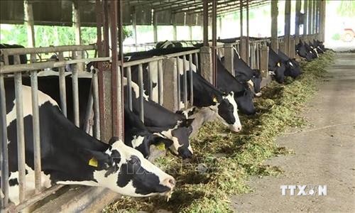 Diễn đàn phát triển chăn nuôi bò sữa hướng tới xuất khẩu ở Mộc Châu