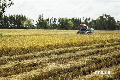 Kiên Giang triển khai chuỗi liên kết sản xuất lúa hữu cơ