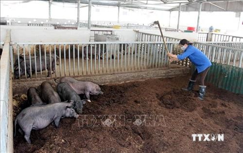 Yên Bái khuyến cáo người chăn nuôi không nên tái đàn lợn