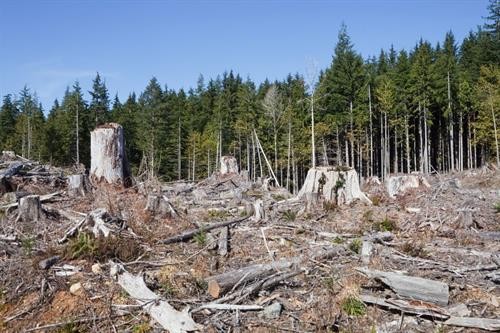 Tác động "hủy diệt" của nạn phá rừng và biến đổi khí hậu