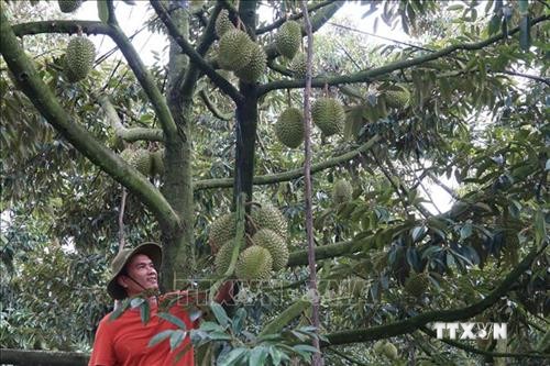 Tiền Giang chuyển đổi đất lúa kém hiệu quả sang cây ăn quả đặc sản
