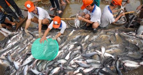九龙江三角洲地区各省市探讨进一步促进查鱼出口的措施