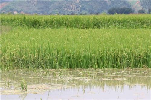 Đắk Lắk: Vỡ đê bao Quảng Điền, hơn 1.000 ha lúa ngập trong nước