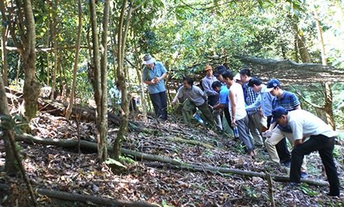 Quảng Nam phát triển mô hình trồng cây dược liệu dưới tán rừng