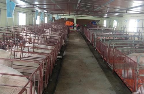 北江省加强疾病预防与控制 实现畜牧业结构重组