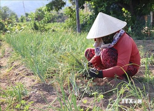Trồng hành tím cho thu nhập cao ở Ninh Thuận