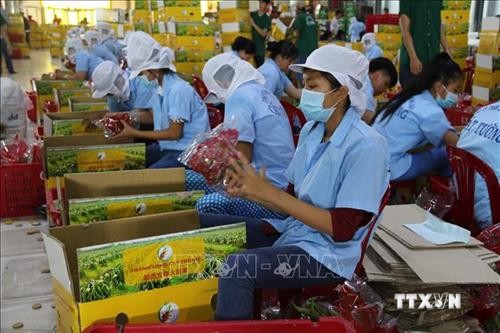 Xuất khẩu rau quả giảm nhẹ, đạt hơn 2,3 tỷ USD