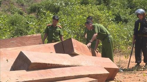 Phát hiện vụ phá rừng quy mô lớn tại Đắk Lắk