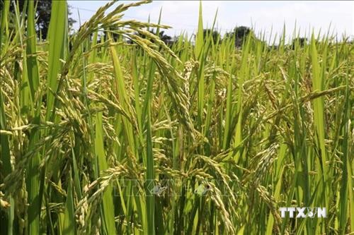 Cà Mau khuyến khích nông dân sử dụng giống lúa chất lượng cao trên đất nuôi tôm