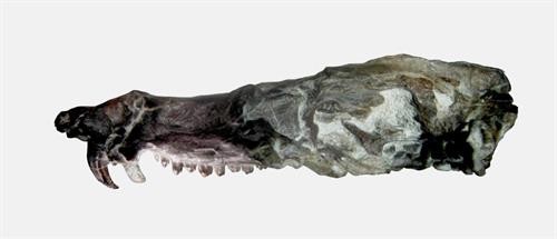 Argentina phát hiện hóa thạch lớp Thú giống loài sóc trong "Kỷ băng hà"