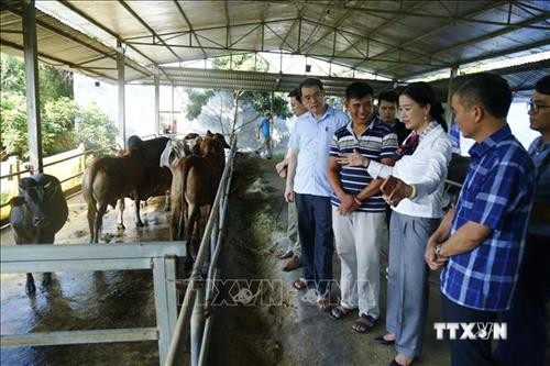 Tuyên Quang ứng dụng công nghệ trong phát triển chăn nuôi đại gia súc