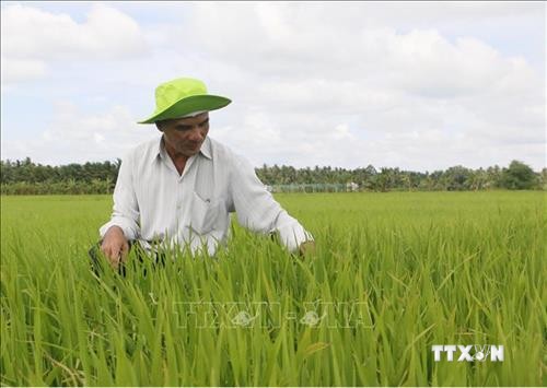 Quảng Trị nhân rộng mô hình sản xuất lúa hữu cơ