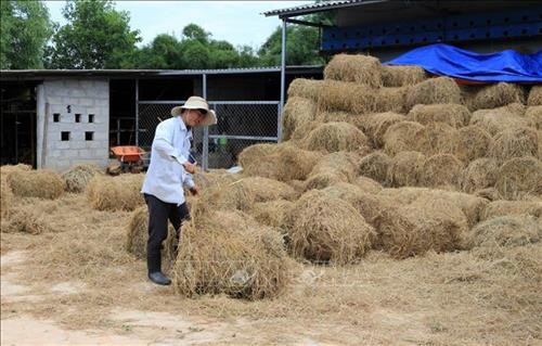 Giải pháp hữu hiệu xử lý rơm rạ sau thu hoạch ở Thừa Thiên - Huế