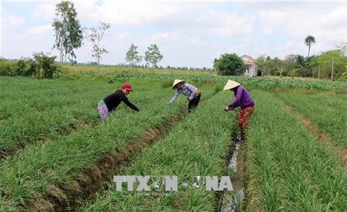 越南中部超过6.5万公顷农作物面临旱灾和缺水危机