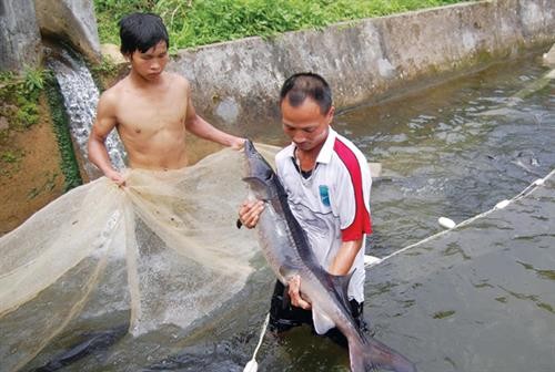 Thu nhập cao từ nuôi cá tầm trong lồng bè ở Lào Cai