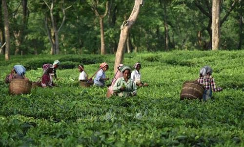Trà Assam đặc sản lập kỷ lục thế giới với giá bán hơn 1.000 USD/kg