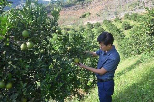 Điện Biên phát triển cây ăn quả theo hướng hàng hóa
