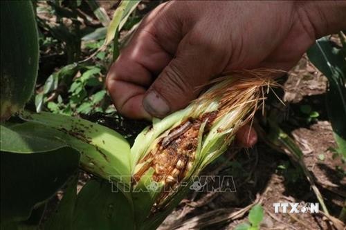 An Giang cảnh báo sâu keo mùa thu gây hại cây ngô trên diện rộng