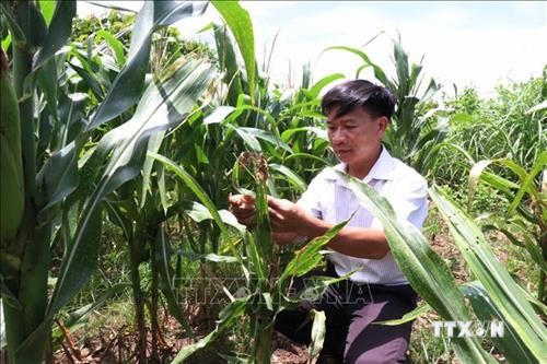 Đồng Tháp hướng dẫn nông dân cách phòng trừ sâu keo mùa thu hiệu quả