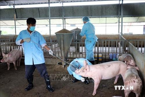 Thêm địa phương có dịch tả lợn châu Phi ở Ninh Thuận