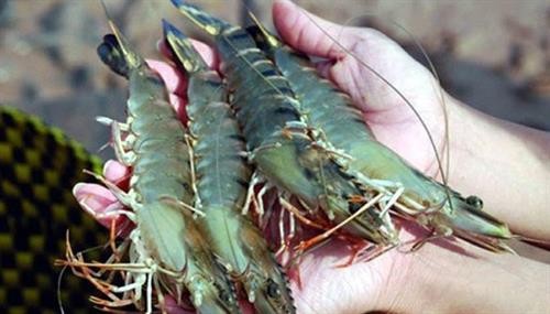 今年底越南虾类产品出口可能增加