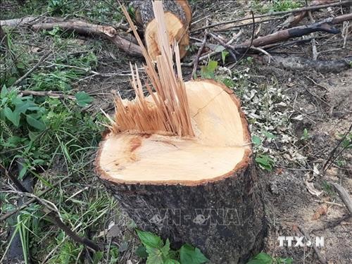 Phát hiện vụ phá rừng ở huyện Đam Rông