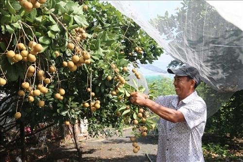 Làm giàu từ vườn cây ăn trái ở Bà Rịa - Vũng Tàu