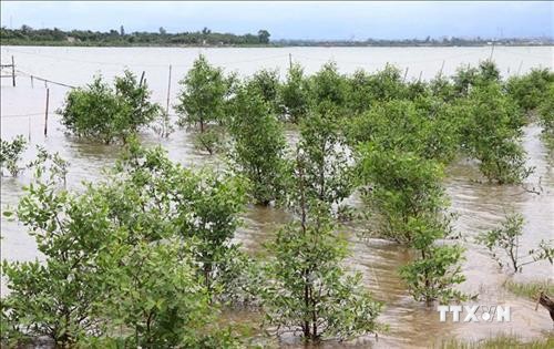 Thừa Thiên - Huế đẩy mạnh trồng rừng ngập mặn, phục hồi hệ sinh thái ven biển