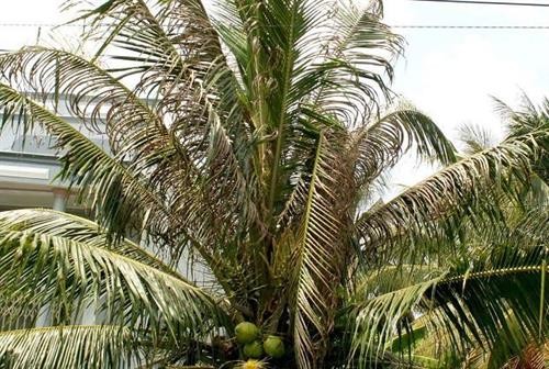 Phòng chống sâu bệnh gây hại trên dừa và cây có múi