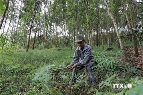 Hiệu quả chính sách chi trả dịch vụ môi trường rừng ở Mù Cang Chải