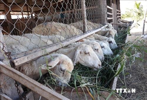 Nhà máy sợi lông cừu Đà Lạt xuất khẩu lô hàng đầu tiên sang Nhật