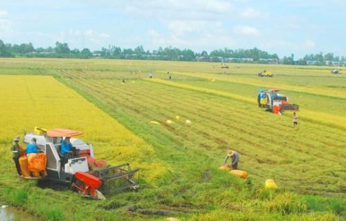 安江省促进稻米销售合作和连接