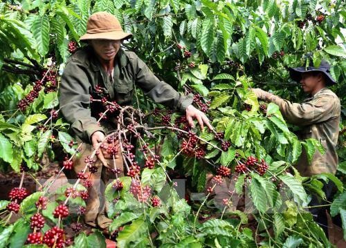 Lâm Đồng phát triển vùng cà phê công nghệ cao