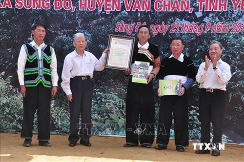 江鹏山雪茶树被列入越南遗产树名录
