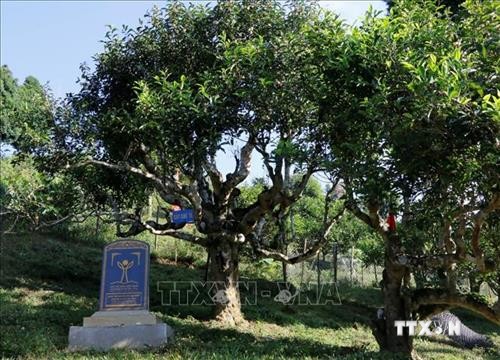 Chè Shan tuyết Giàng Pằng được công nhận quần thể Cây di sản Việt Nam