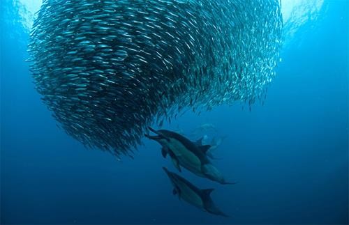 Nhiều loài sinh vật biển bất đắc dĩ "di cư"