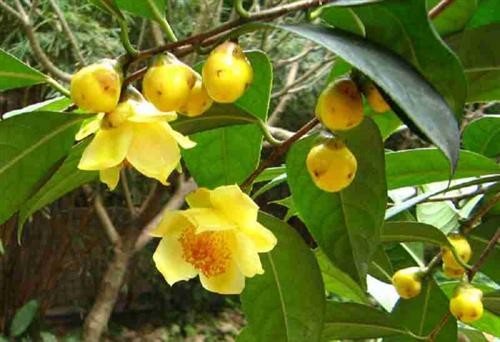 Quảng Ninh bảo tồn và phát triển bền vững cây trà hoa vàng