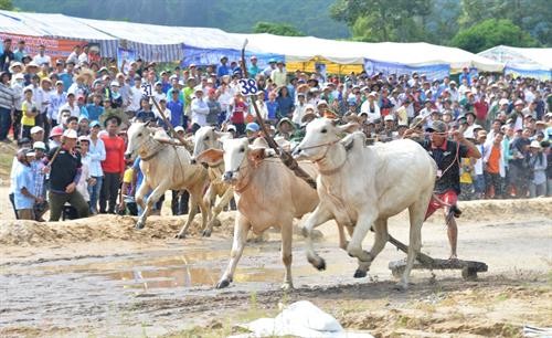Tưng bừng Hội đua bò Bảy Núi An Giang