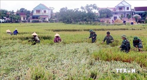 Thừa Thiên - Huế khẩn trương thu hoạch lúa Hè Thu tránh ngập úng do mưa bão
