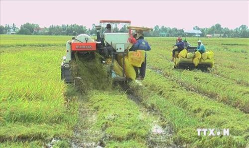 Hiệu quả từ xây dựng cánh đồng lớn liên kết bao tiêu lúa gạo ở Bạc Liêu