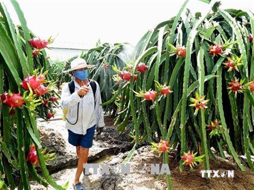 Chuyển đổi cơ cấu cây trồng tại Bình Thuận phát huy hiệu quả