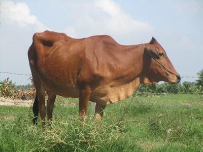 Trà Vinh tận dụng lợi thế phát triển chăn nuôi bò
