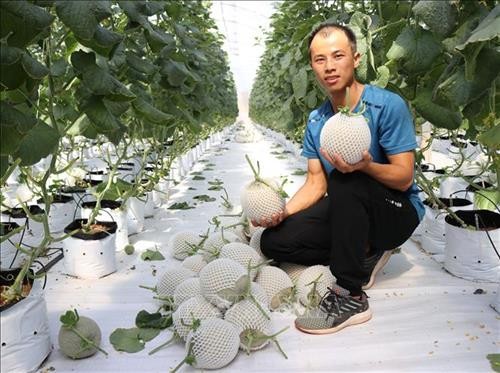 Mô hình trồng dưa lưới Nhật Bản theo công nghệ cao của anh Trương Quang Bôn