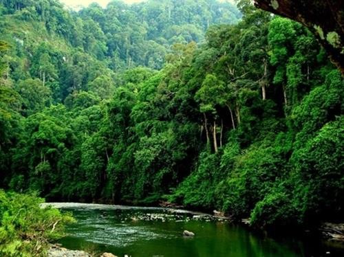 总面积近27万公顷的越南森林荣获国际认证证书