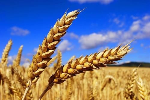 Hạt lúa mì nhiều tính năng