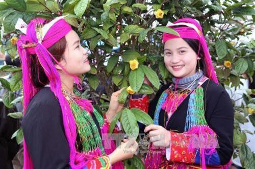 Lễ hội “Trà hoa vàng – Danh trà đất Việt” sẽ diễn ra vào cuối tháng 2/2020