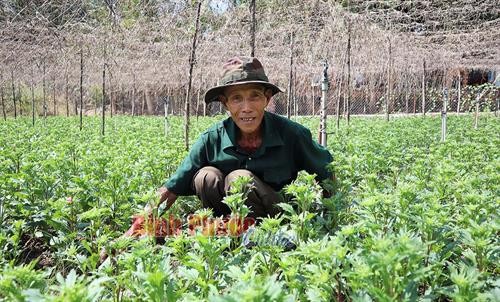 Tăng thu nhập từ trồng hoa tết ở Bình Phước
