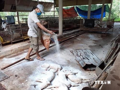 Hơn 60 tỷ đồng hỗ trợ hộ chăn nuôi bị thiệt hại do dịch tả lợn châu Phi ở Cao Bằng