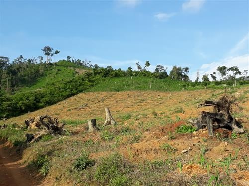 Đắk Lắk phát hiện, xử lý nhiều vụ phá rừng dịp Tết Canh Tý